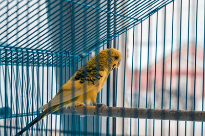 Close-up of yellow budgerigar in cage 