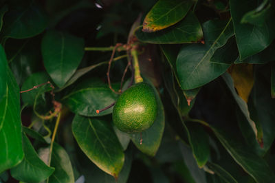 Close-up of fruit growing on tree