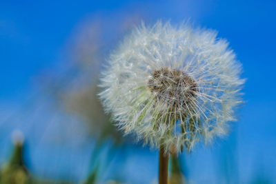 Close-up of dandelion against blue sky