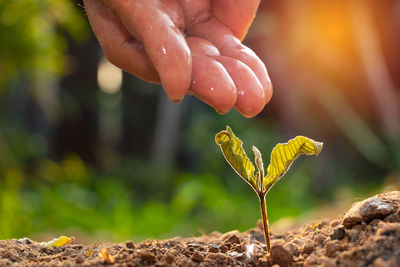 Close-up of hand holding plant