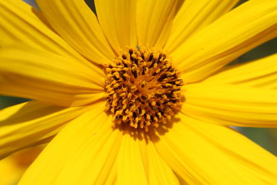 Close-up of yellow flower