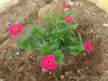 Pink flowers blooming outdoors