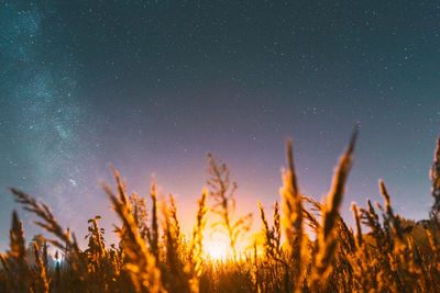 Low angle view of plants against sky at night