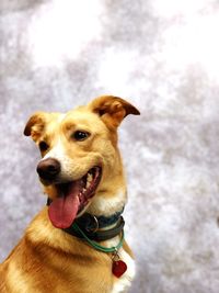 Close-up of a dog looking away