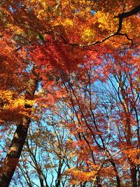 Low angle view of autumn trees