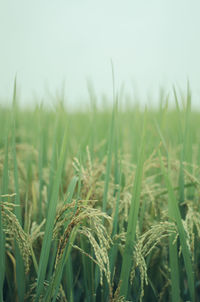 Close-up of crops growing on field against sky