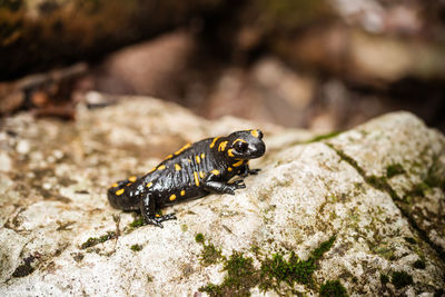 Salamander on the rock