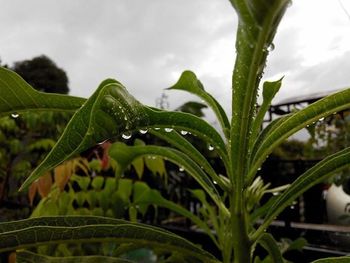 Close-up of plants