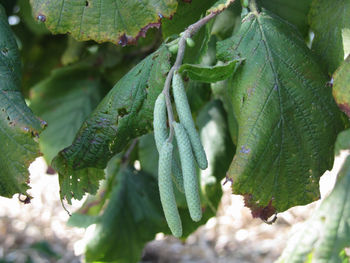 Close-up of fresh green leaves on plant