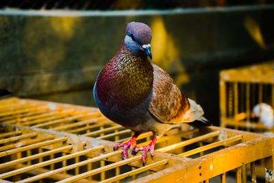 Close-up of pigeon perching on railing