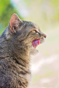 Close-up of an animal yawning