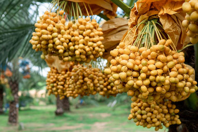 Full frame shot of fresh fruits hanging on tree