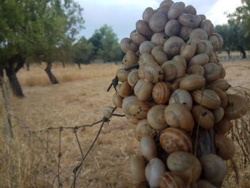 Close-up of fresh vegetables on field