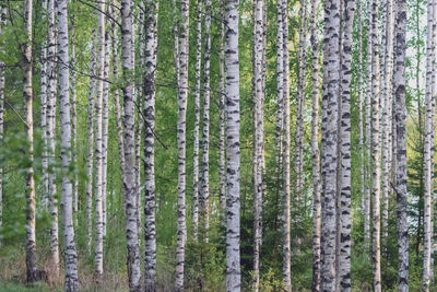 Pine trees in forest