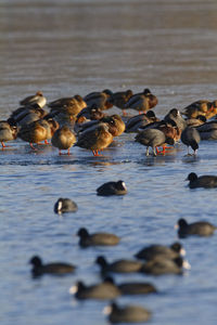 Mallard and the coot on the frozen soderica lake, croatia