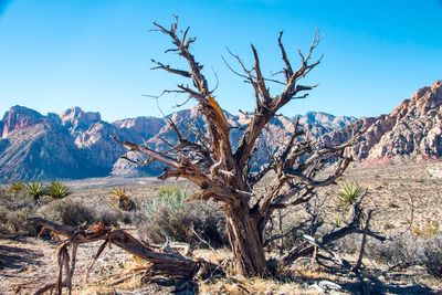 Bare tree against mountain range