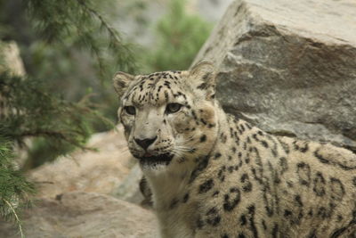 Close-up of a cat