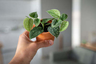 Close-up of hand holding plant