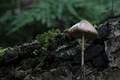 Close-up of mushroom growing on field