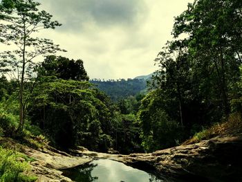 Scenic view of lake in forest against sky