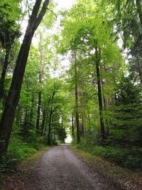 Road amidst trees in forest