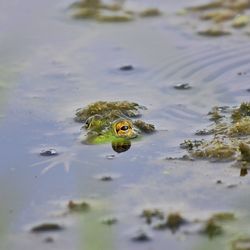 Close-up of water