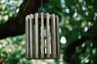 Low angle view of bamboo hanging on tree