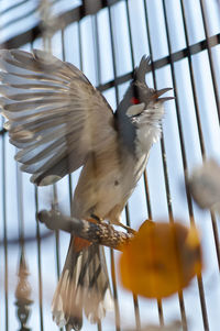 Low angle view of bird flying