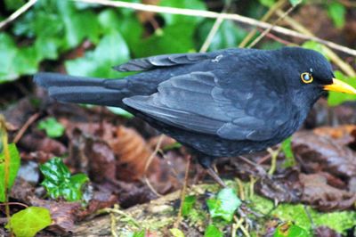 Close-up of bird