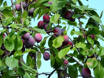 Low angle view of fruits growing on tree