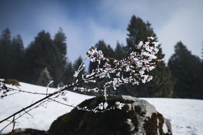 Close-up of frozen tree against sky during winter