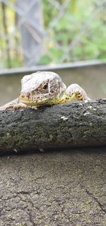 Close-up of lizard on rock