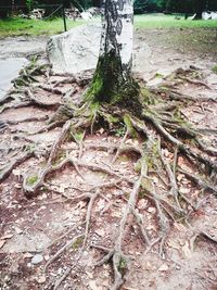 Close-up of tree trunk in forest