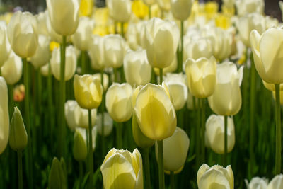 Close-up of yellow tulips