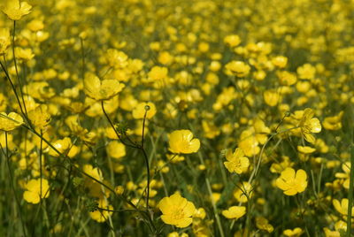 Close-up of fresh yellow flowers in field