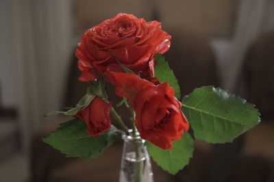 Close-up of red rose in water