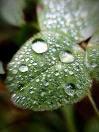 Close-up of water drops on leaves