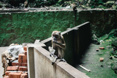 Cat sitting on railing against wall