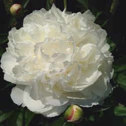 Close-up of white rose blooming outdoors