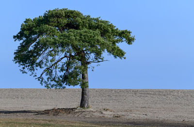 Tree on field against clear blue sky