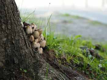 Close-up of mushrooms on grass