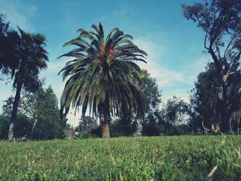 Palm trees on field against sky