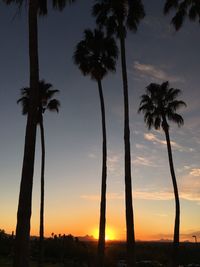 Silhouette of palm trees on beach