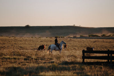 Horses on a field
