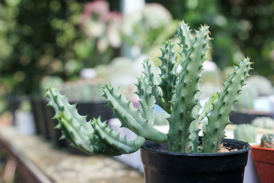 Close-up of succulent plant in pot