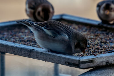 Close-up of bird perching on wood