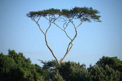 Low angle view of trees against clear blue sky