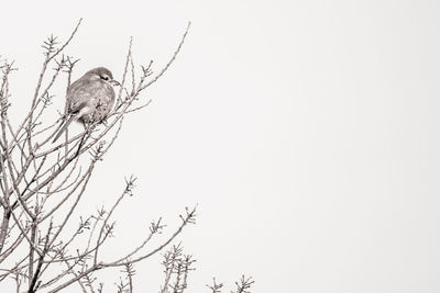 Low angle view of bird perching against clear sky