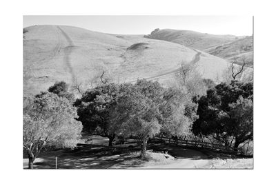 Digital composite image of trees on landscape against clear sky