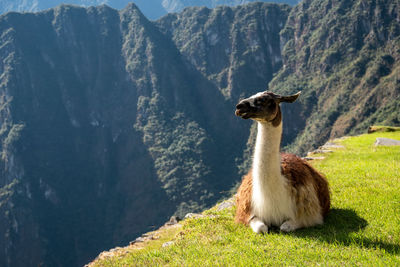 View of giraffe on mountain